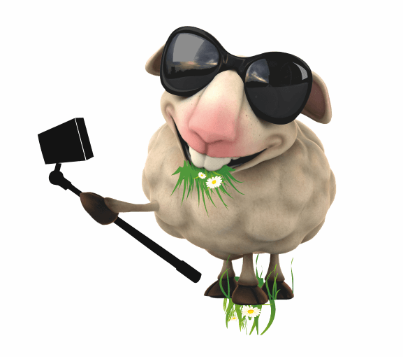 owca na wypasie
